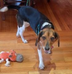 Enlarge Willow, an adopted Beagle in Lexington, MA image 4/5