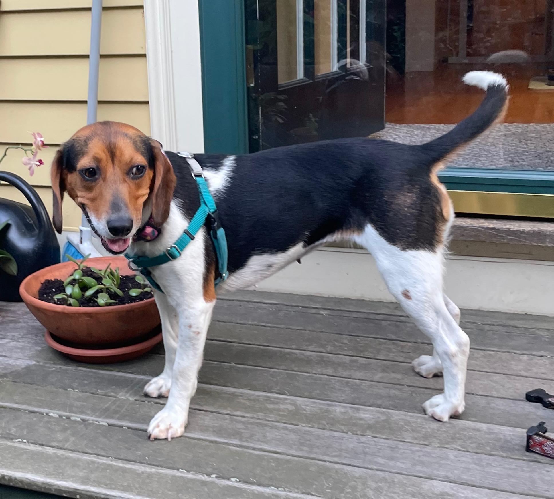 Willow, adopted, Young Female Beagle.