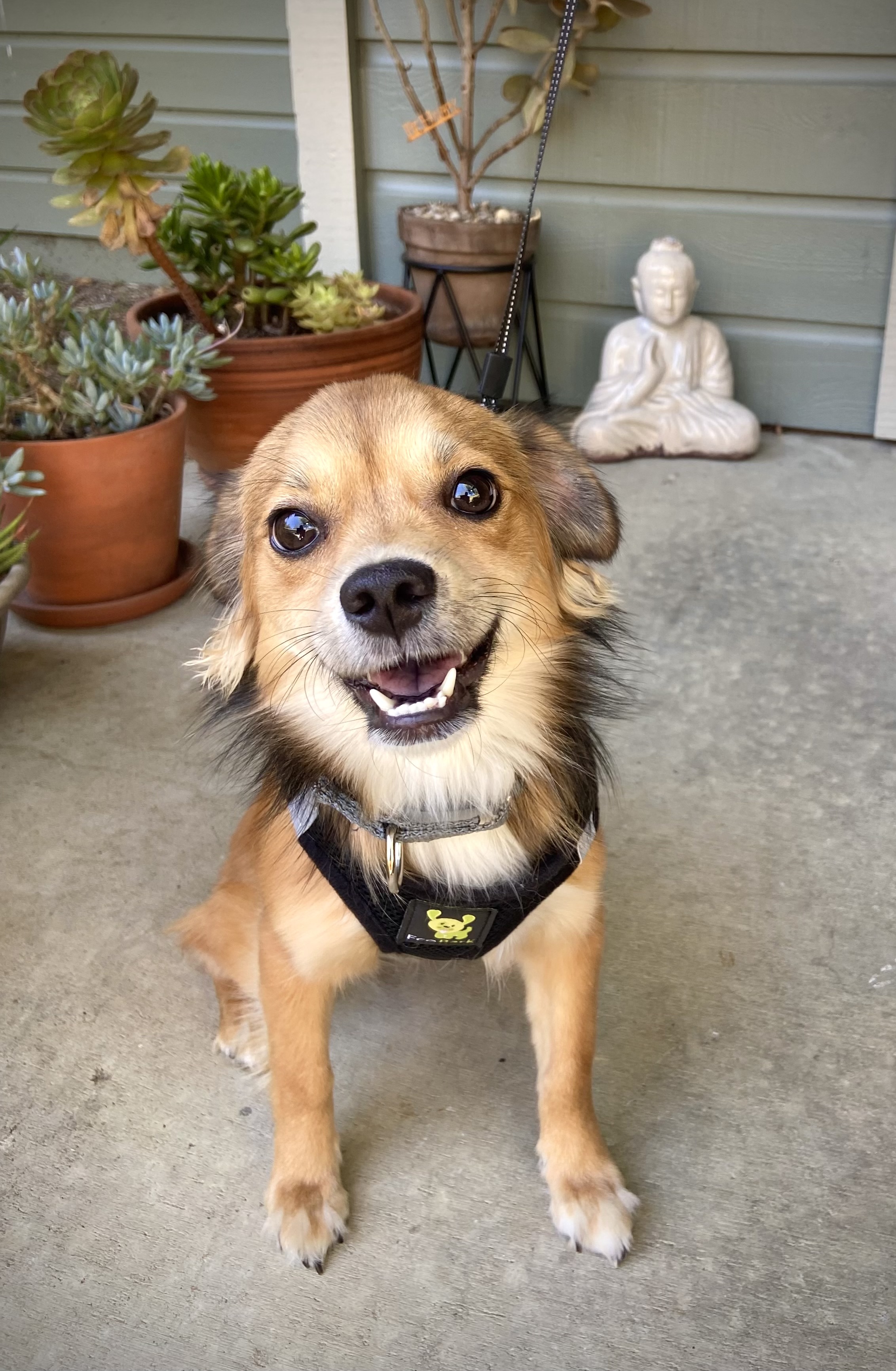 Izzy, Adopted, Young Female Chihuahua & Pomeranian.