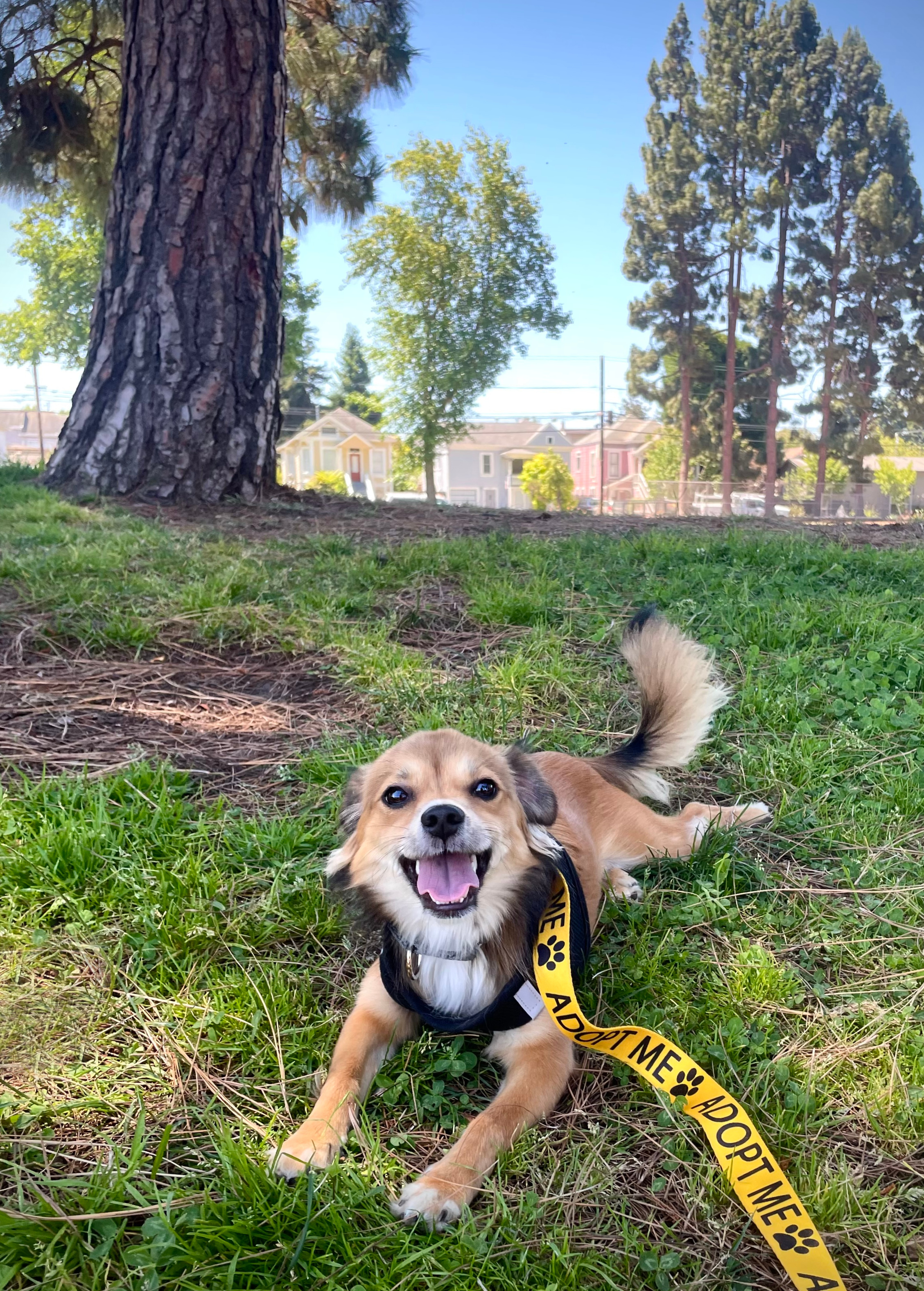 Enlarge Izzy, a Adopted mixed breed in Oakland, CA image 3/3