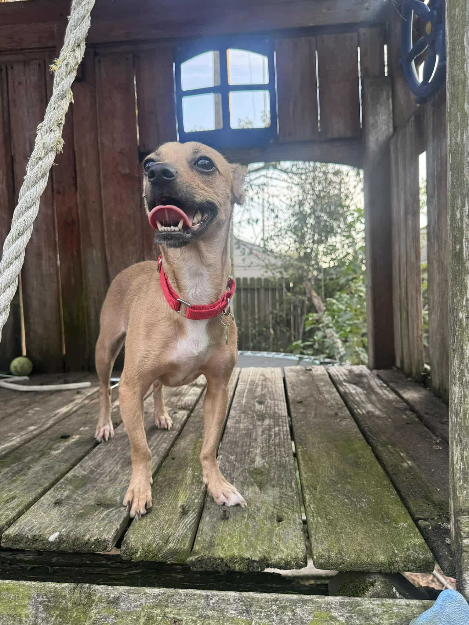 Dumpling thumbnail 3