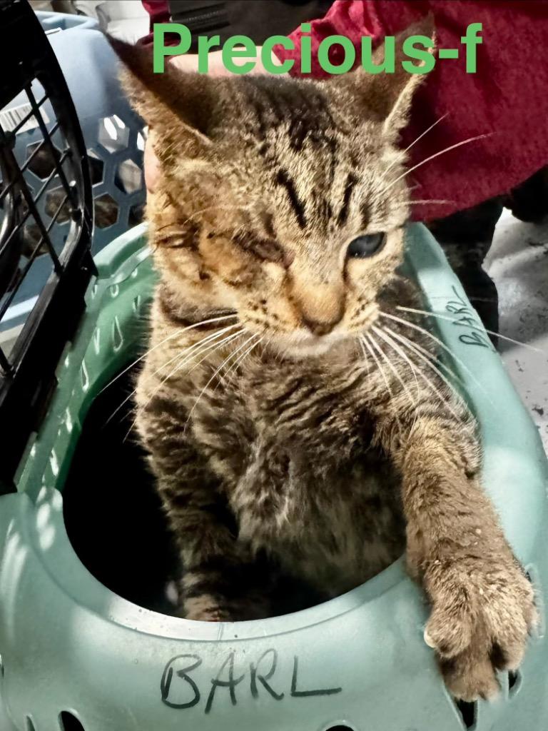 Precious 26, a Adoptable mixed breed in Brookhaven, MS image 1/3