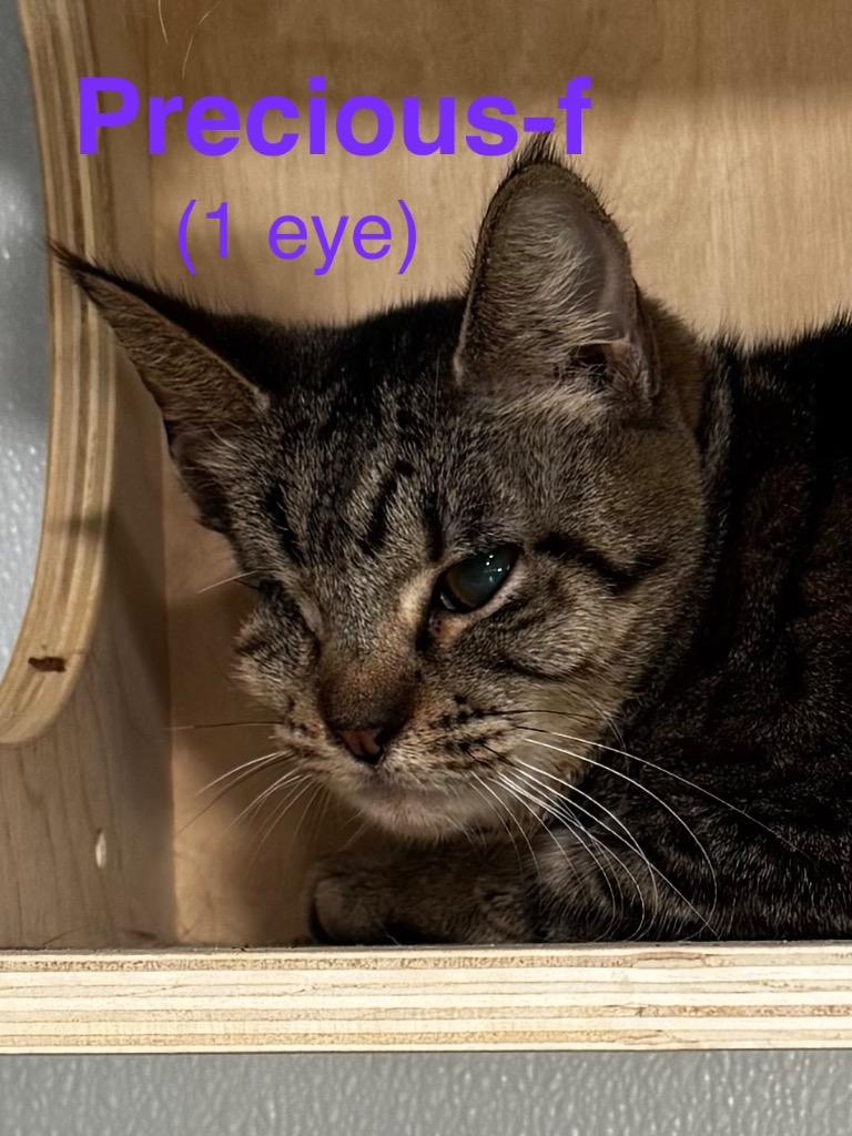 Precious 26, a Adoptable mixed breed in Brookhaven, MS image 2/3