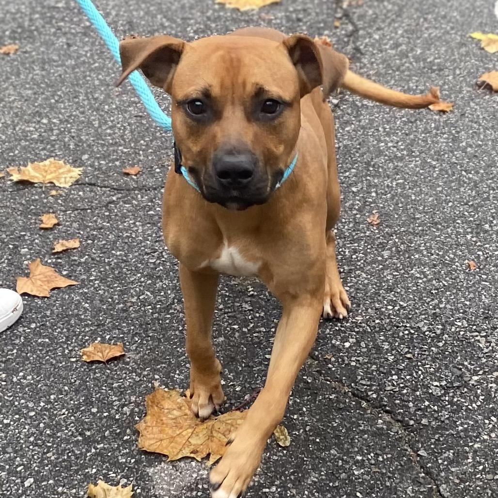 Boone, Adoptable, Young Male Mixed Breed.