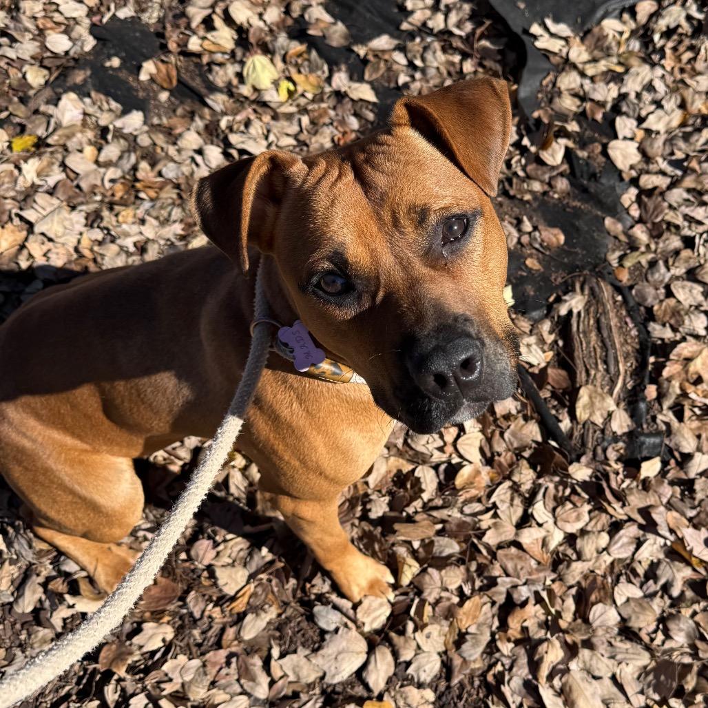 Enlarge Boone, a Adoptable Mixed Breed in Hamilton, GA image 2/6