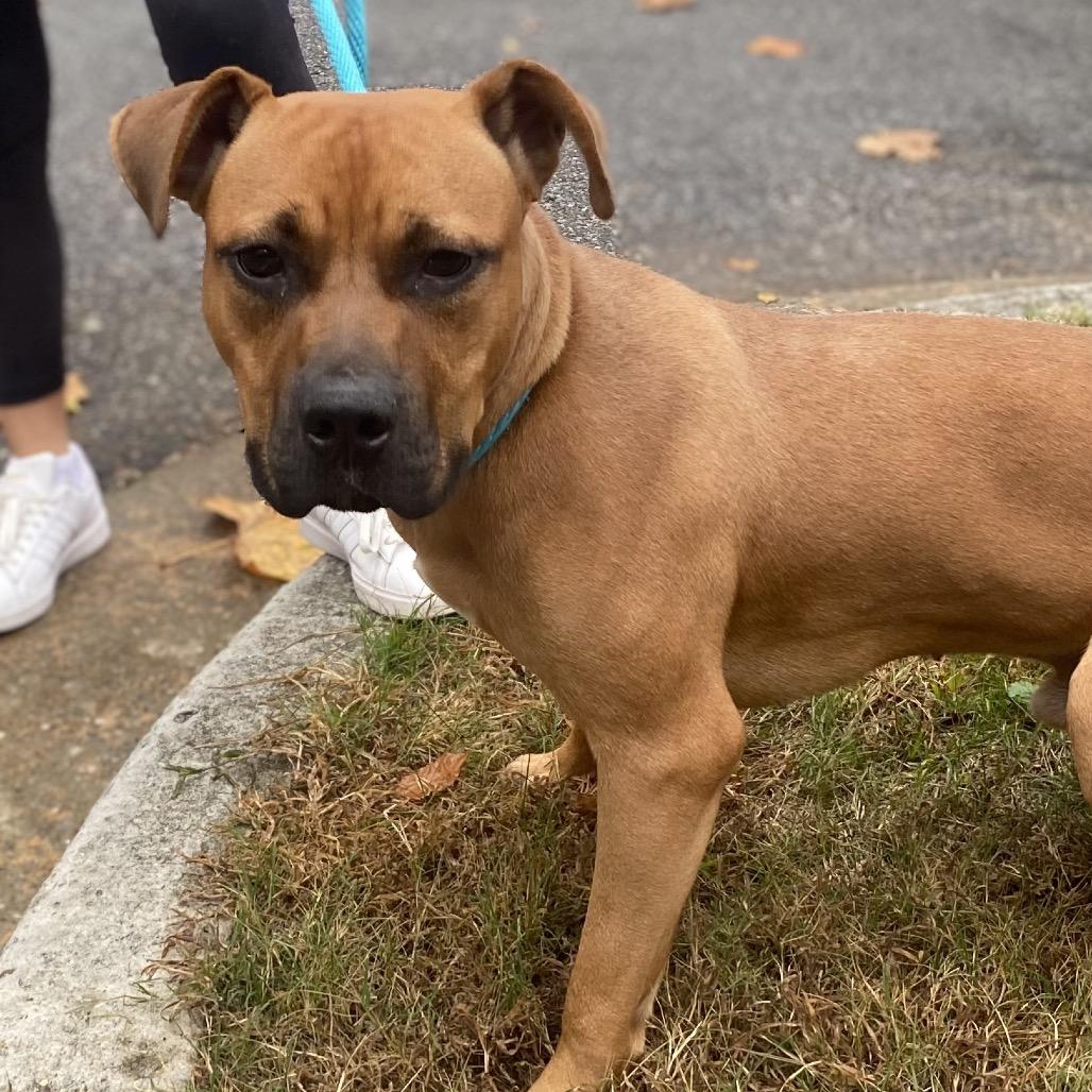 Enlarge Boone, a Adoptable Mixed Breed in Hamilton, GA image 3/6