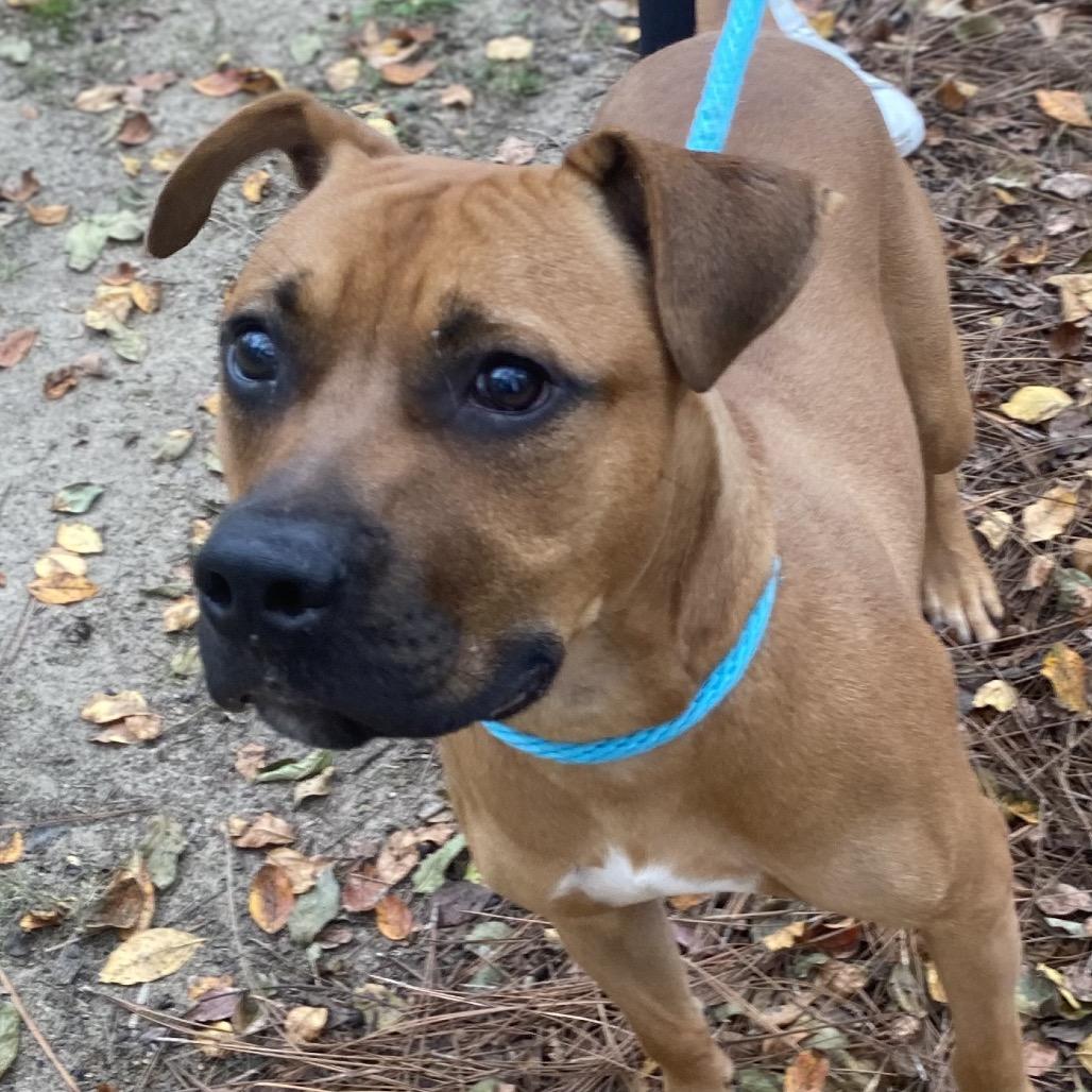 Enlarge Boone, a Adoptable Mixed Breed in Hamilton, GA image 4/6