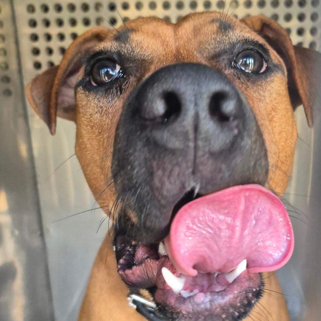 Enlarge Boone, a Adoptable Mixed Breed in Hamilton, GA image 6/6