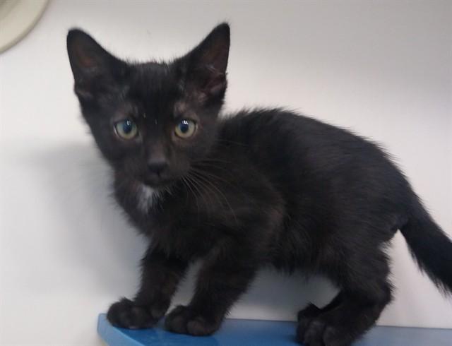 Enlarge SESAME, a Adoptable Domestic Short Hair in Palo Alto, CA image 1/1