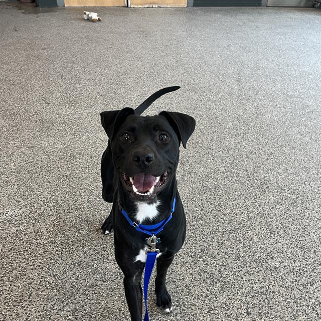 JAXX, Adoptable, Young Male Pit Bull Terrier & Labrador Retriever.