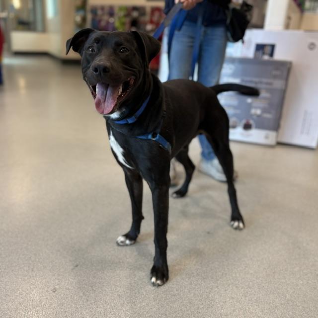 Enlarge JAXX, a Adoptable mixed breed in Boston, MA image 1/1