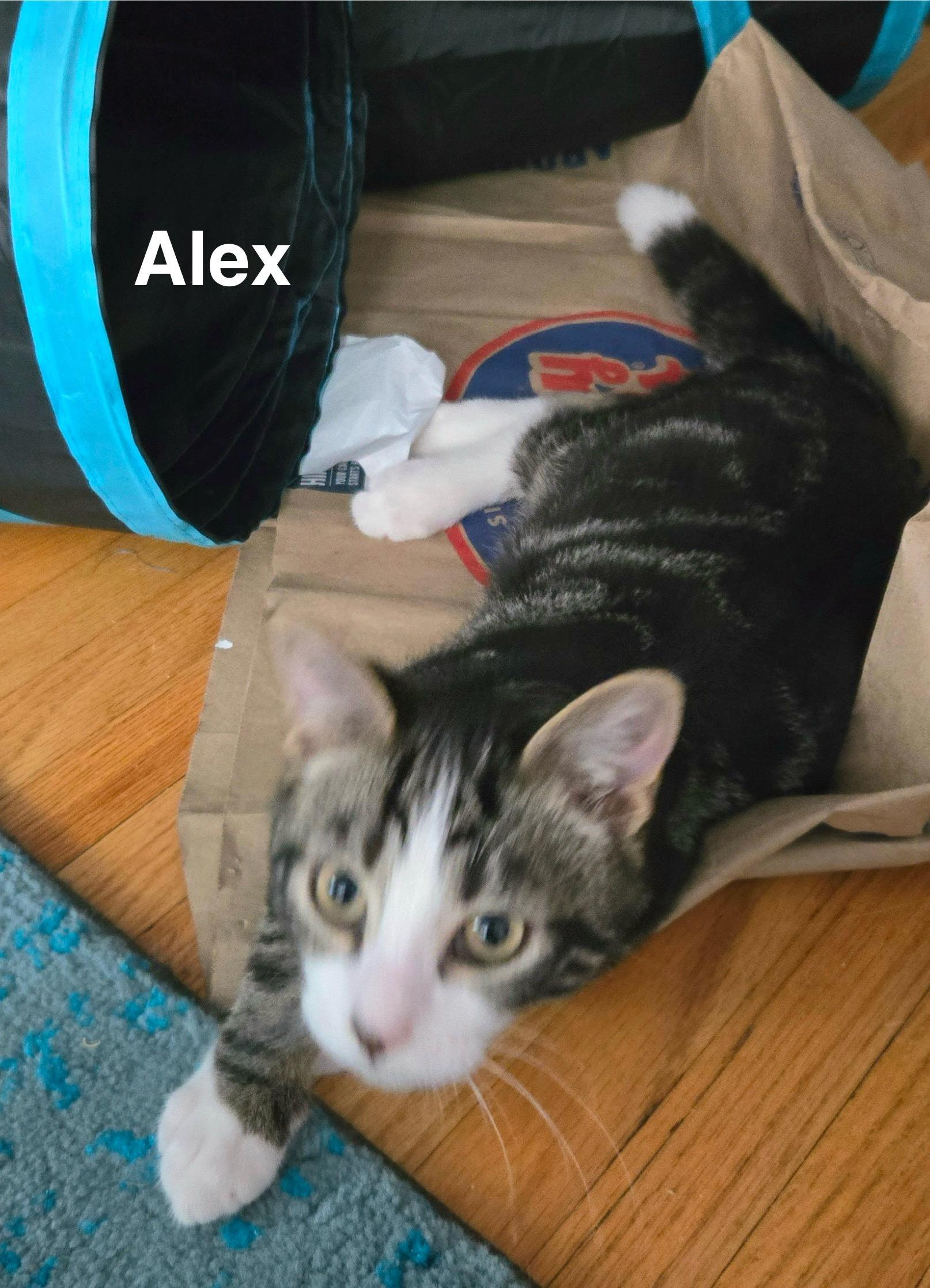 Alex, Adoptable, Young Male Domestic Short Hair.