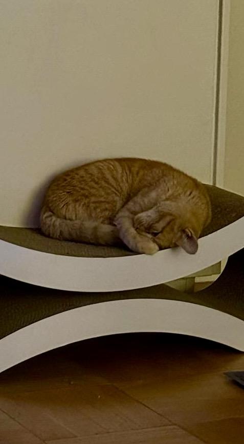 Cheddar, Adoptable, Adult Male Domestic Short Hair.