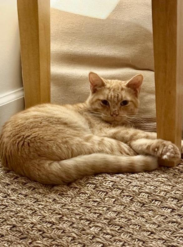 Cheddar, a Adoptable Domestic Short Hair in Brooklyn, NY image 2/4