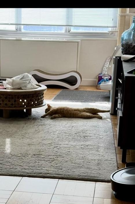 Cheddar, a Adoptable Domestic Short Hair in Brooklyn, NY image 3/4