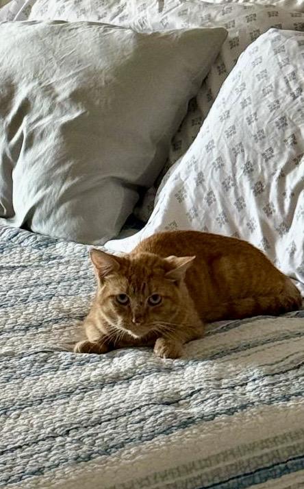 Cheddar, a Adoptable Domestic Short Hair in Brooklyn, NY image 4/4