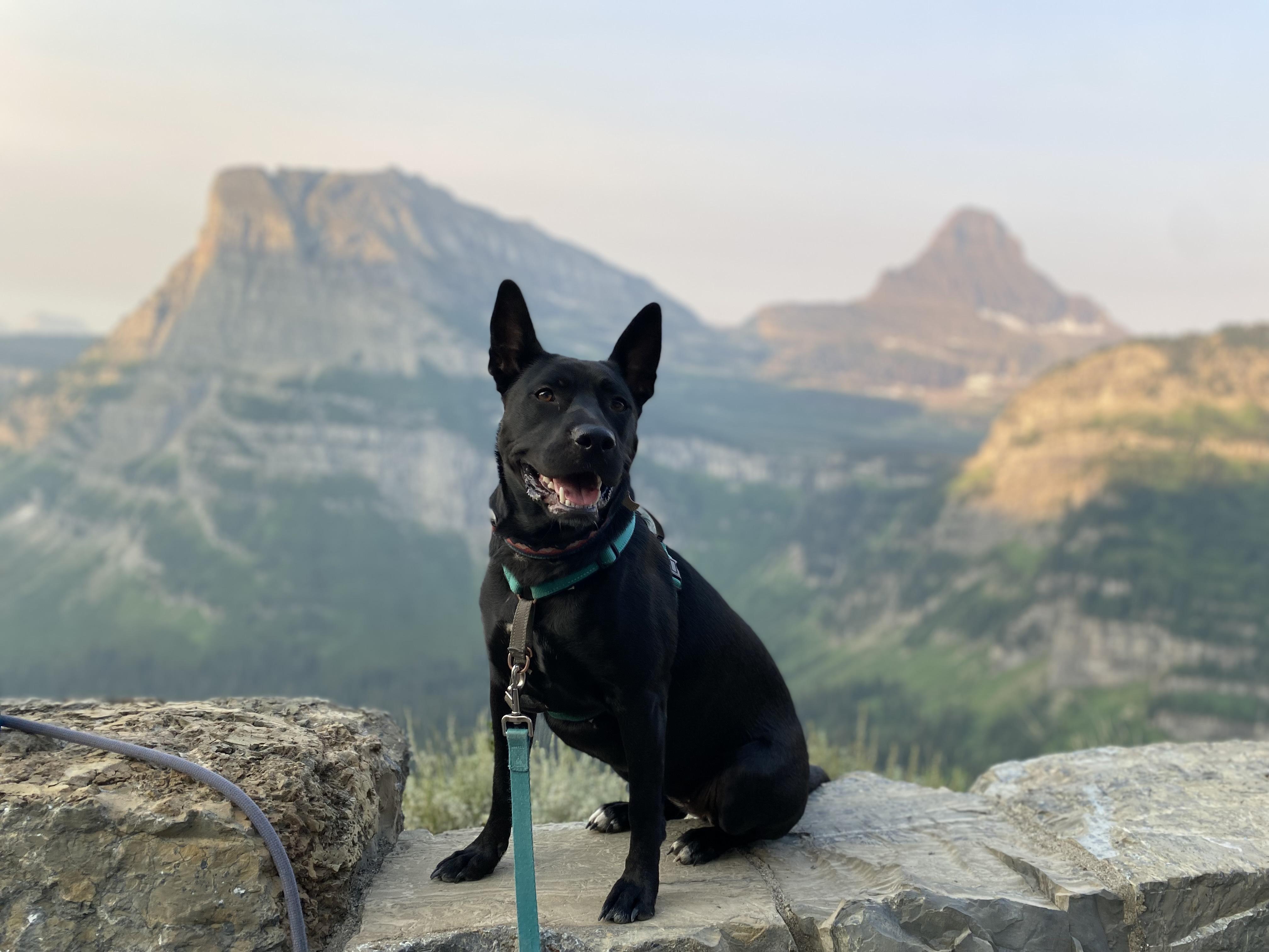 Sookie - Courtesy Listing see info, a Adoptable mixed breed in Polson, MT image 3/3