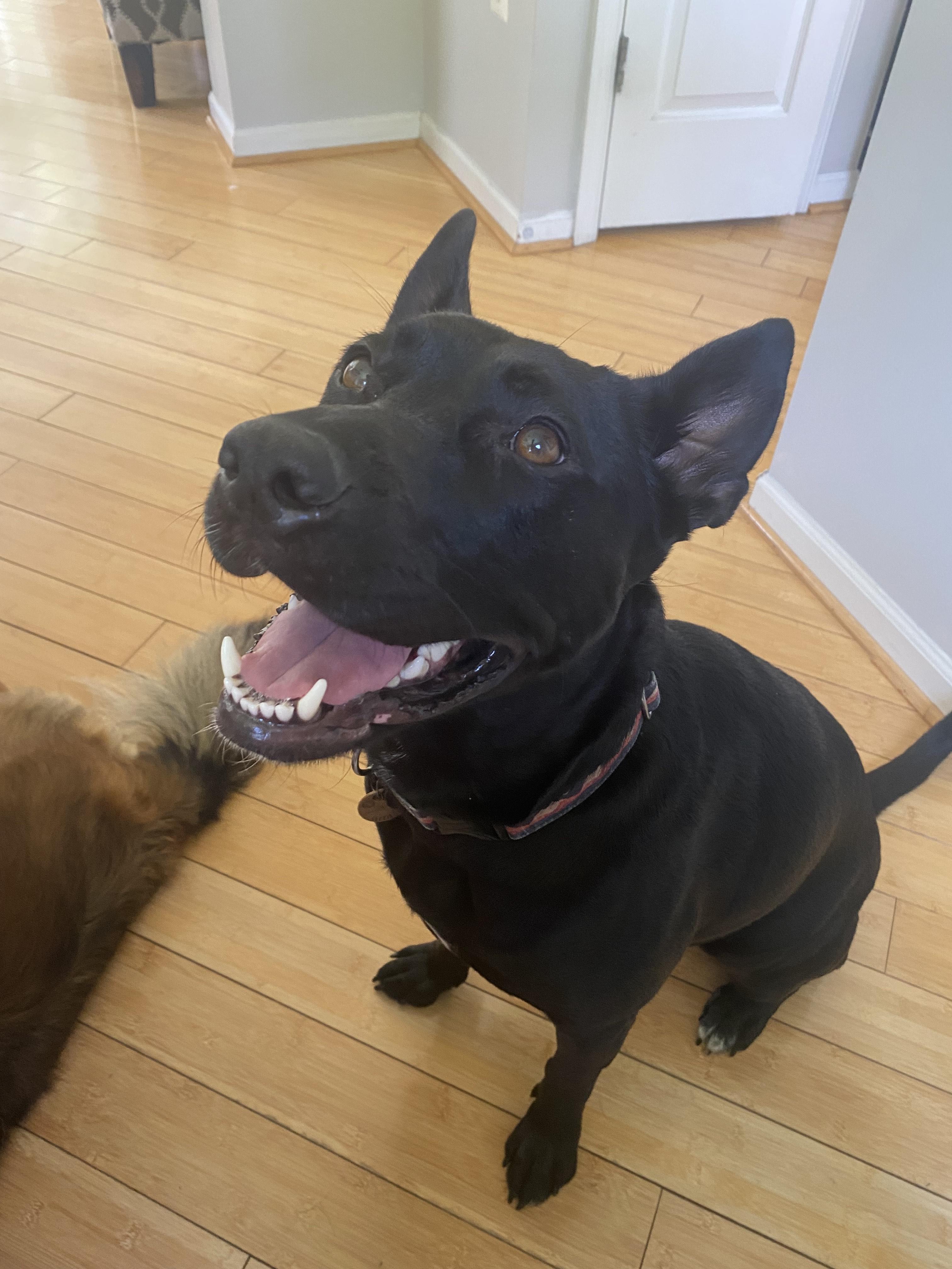 Sookie - Courtesy Listing see info, a Adoptable mixed breed in Polson, MT image 2/3