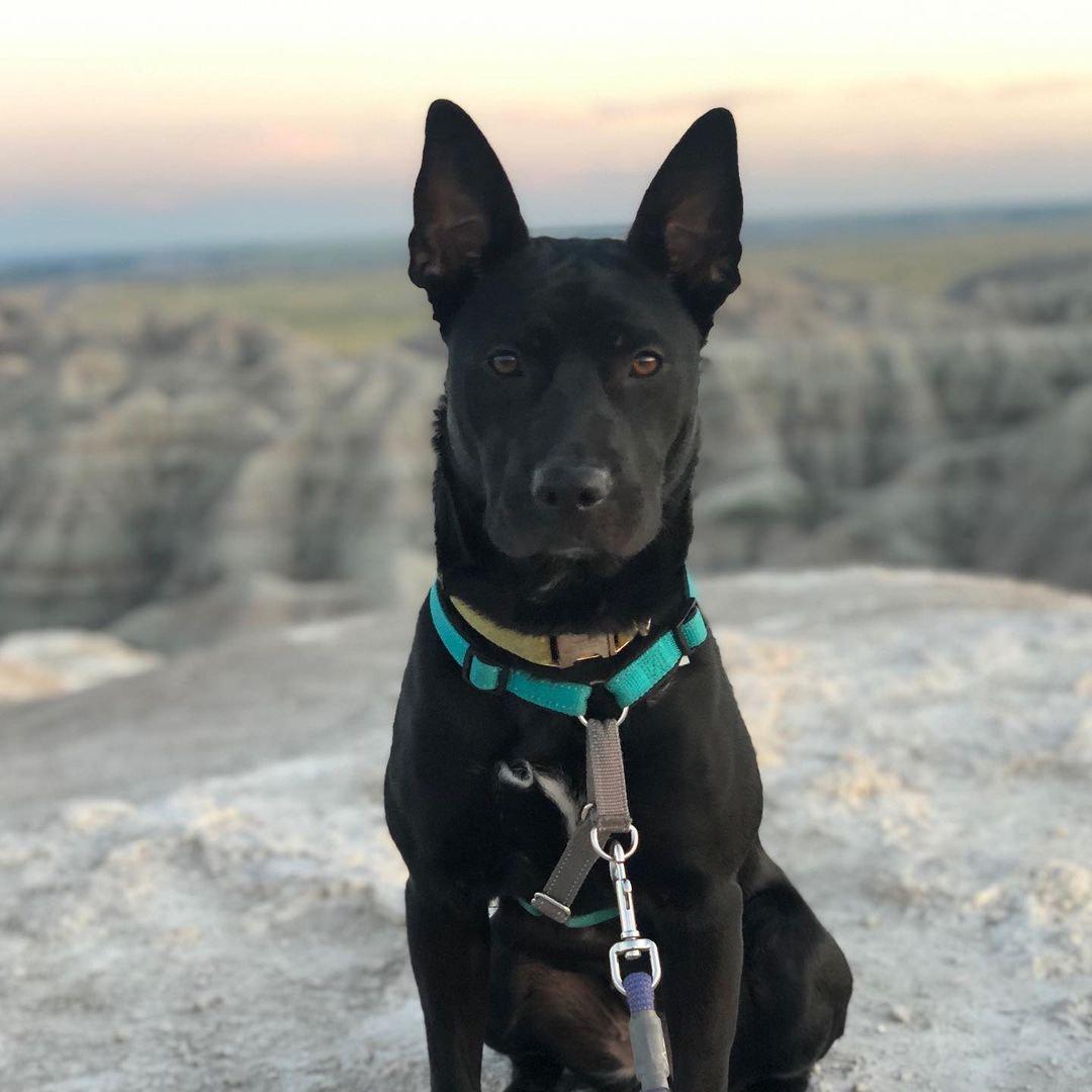 Sookie - Courtesy Listing see info, a Adoptable mixed breed in Polson, MT image 1/3