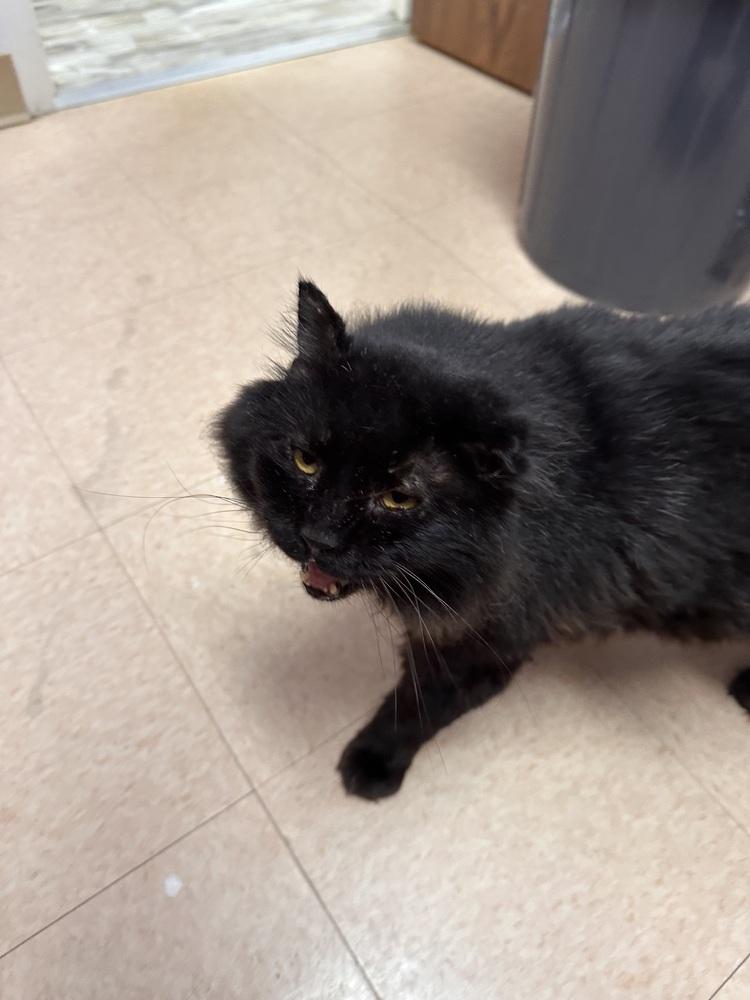 Enlarge Draco, a Adoptable mixed breed in Greensburg, PA image 1/1