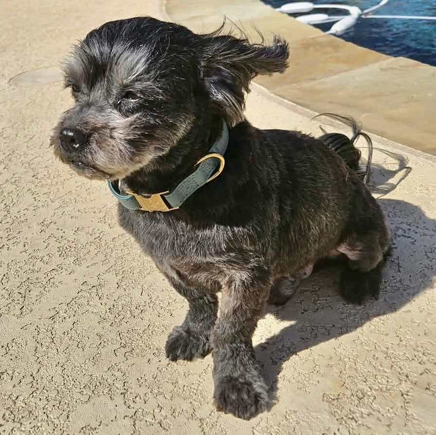 Enlarge Stanley Trooper, a Adoptable mixed breed in Plano, TX image 3/3