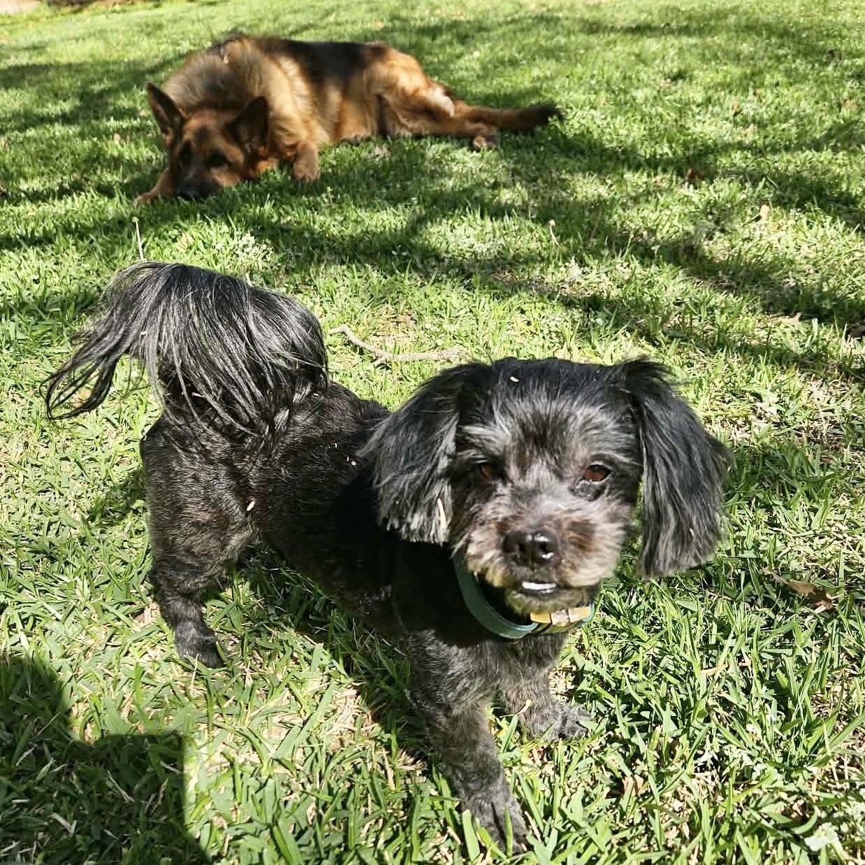 Enlarge Stanley Trooper, a Adoptable mixed breed in Plano, TX image 2/3