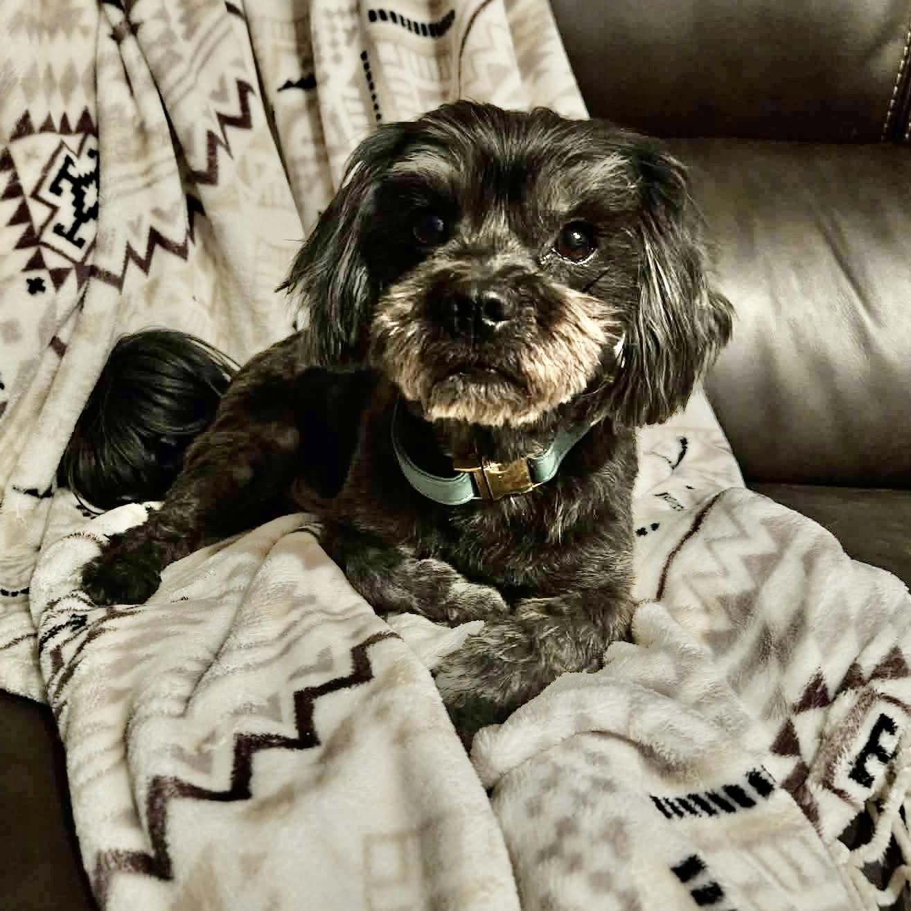 Stanley Trooper, Adoptable, Adult Male Shih Tzu & Miniature Schnauzer.