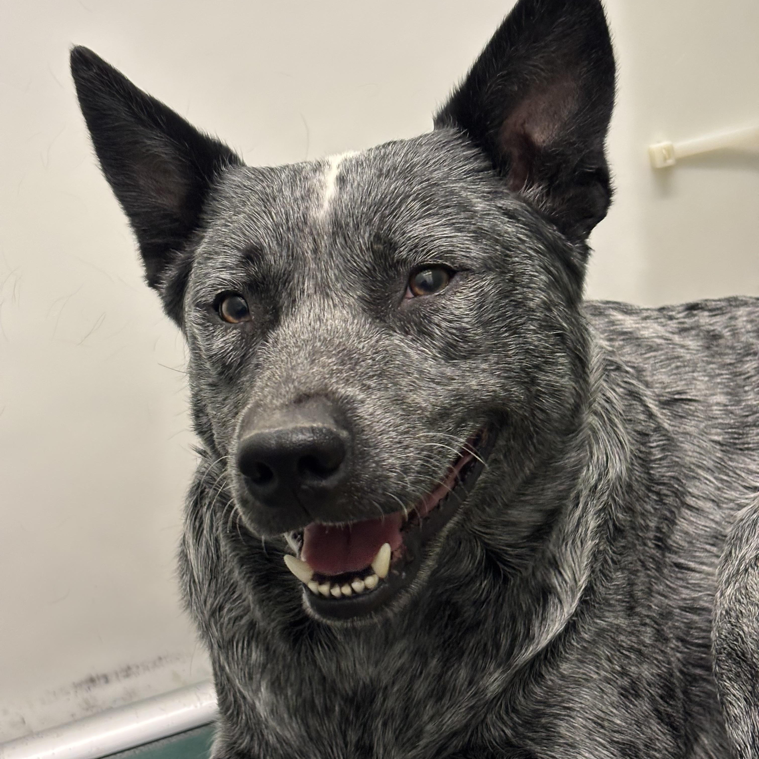 Enlarge Ransom, an adopted mixed breed in Winnipeg, MB image 4/5