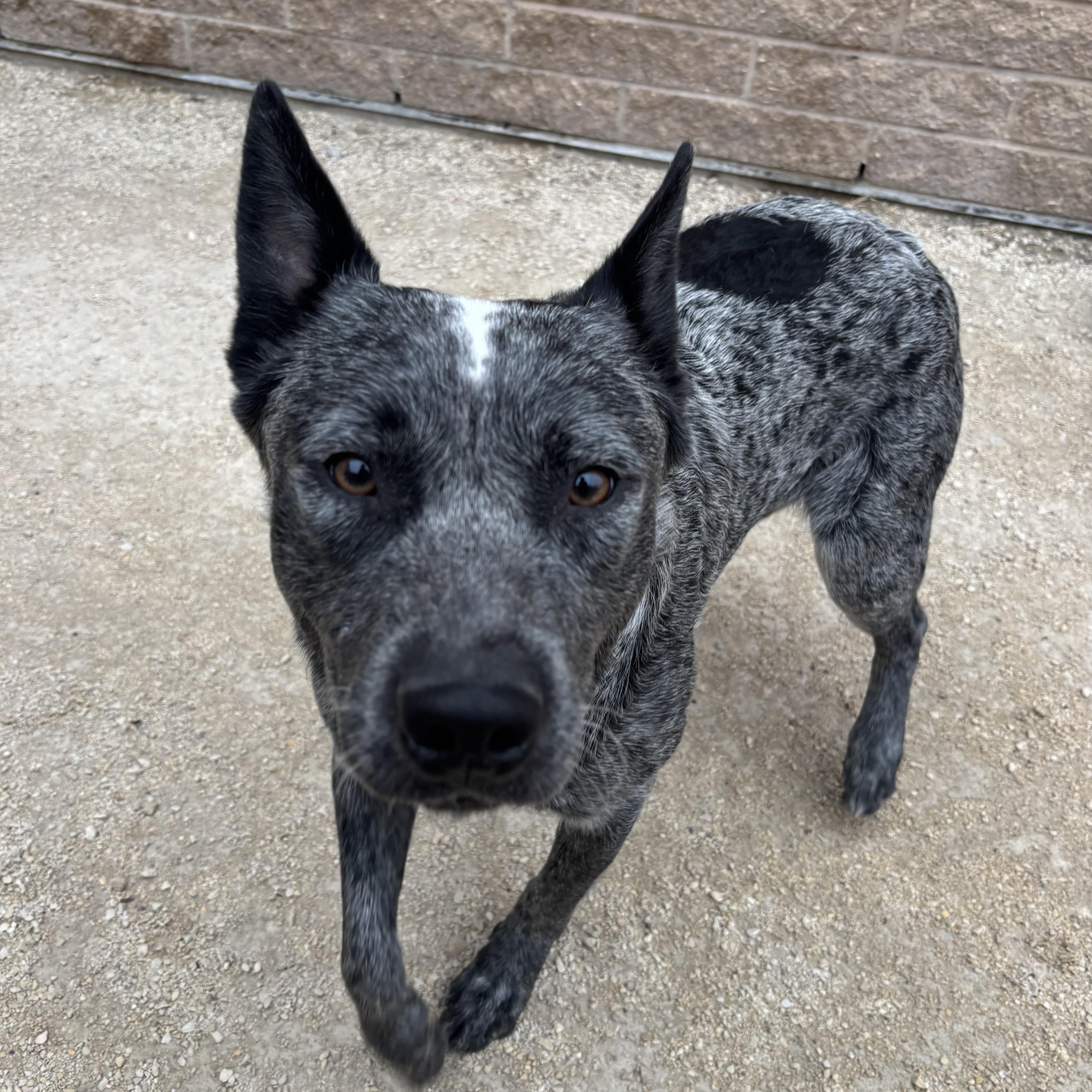 Enlarge Ransom, an adopted mixed breed in Winnipeg, MB image 5/5