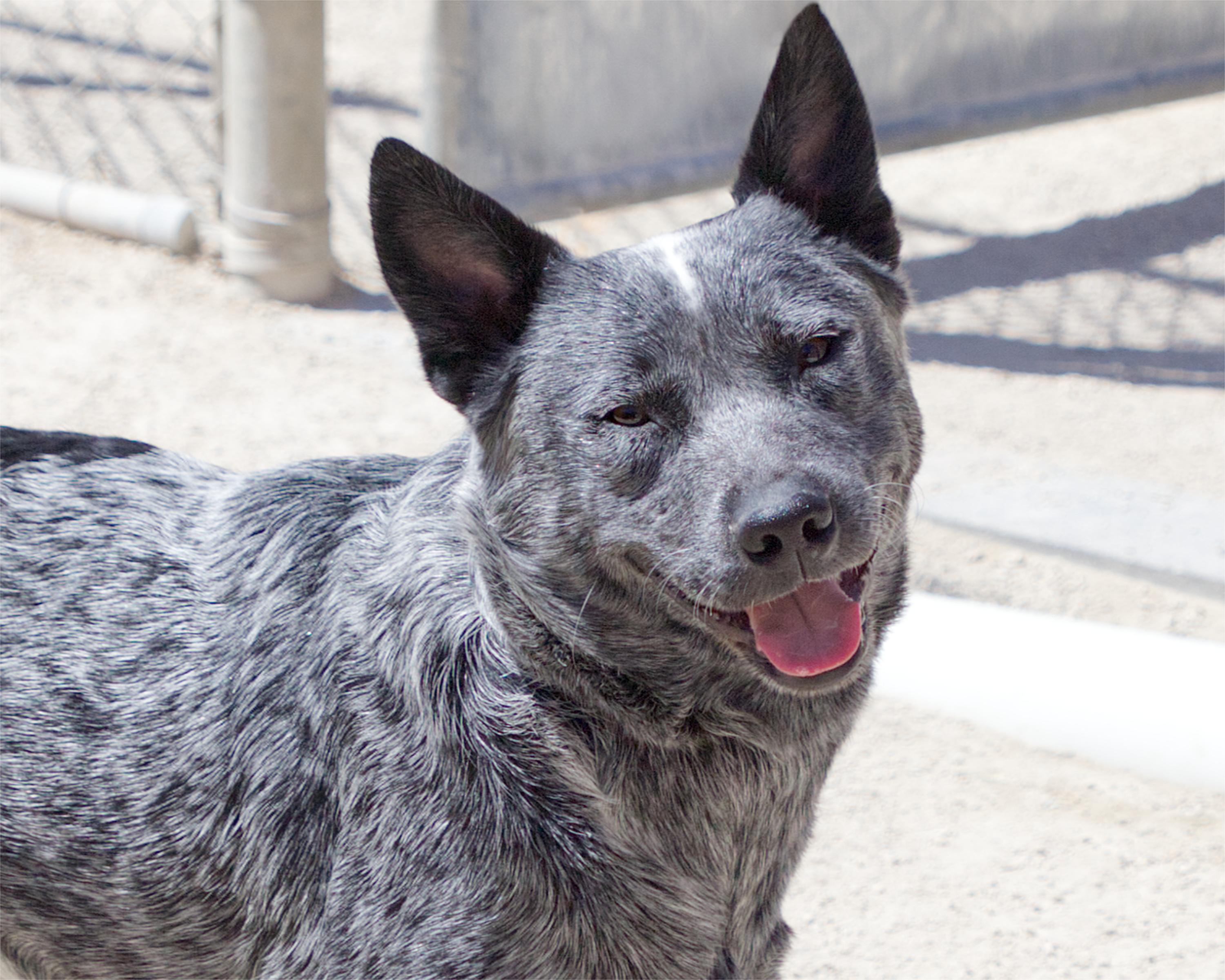 Enlarge Ransom, an adopted mixed breed in Winnipeg, MB image 3/5