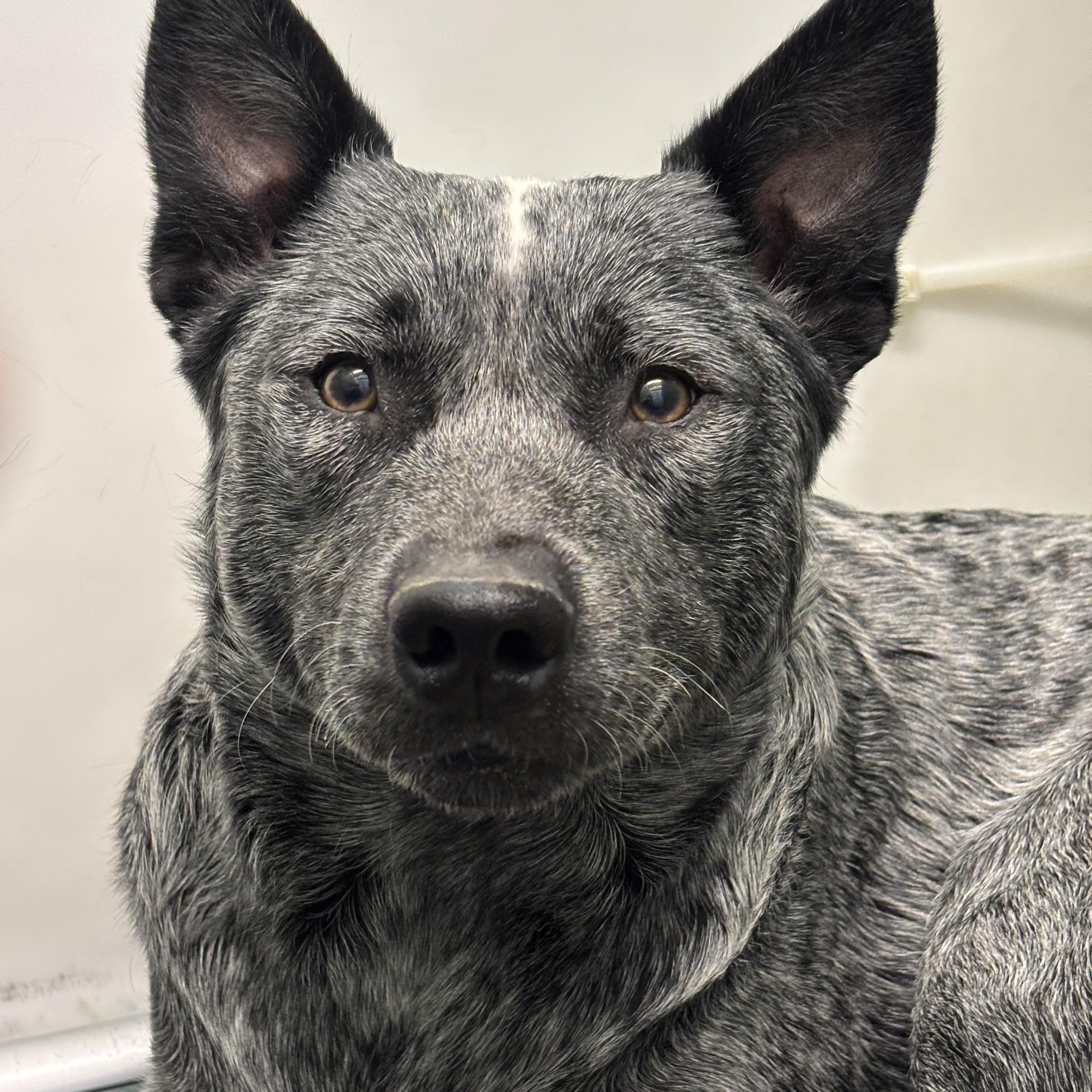 Ransom, adopted, Adult Male Australian Cattle Dog / Blue Heeler.