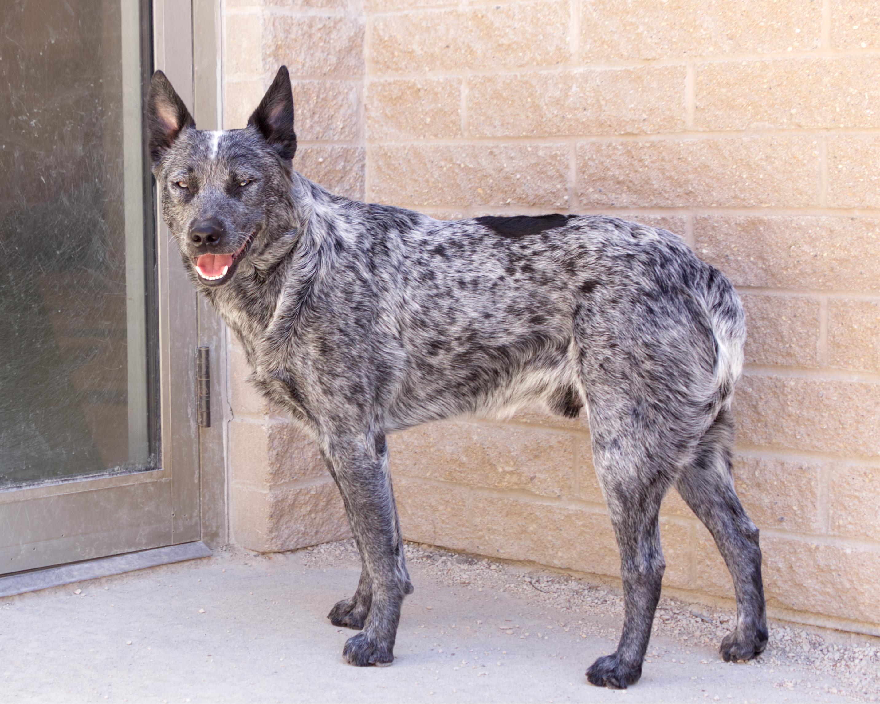 Enlarge Ransom, an adopted mixed breed in Winnipeg, MB image 2/5