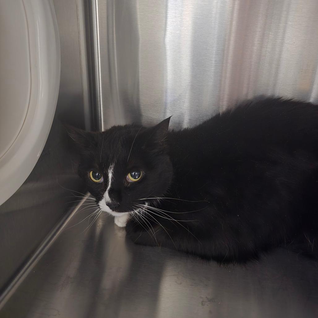 Enlarge Echo, a Adoptable Domestic Long Hair in Spokane, WA image 1/6