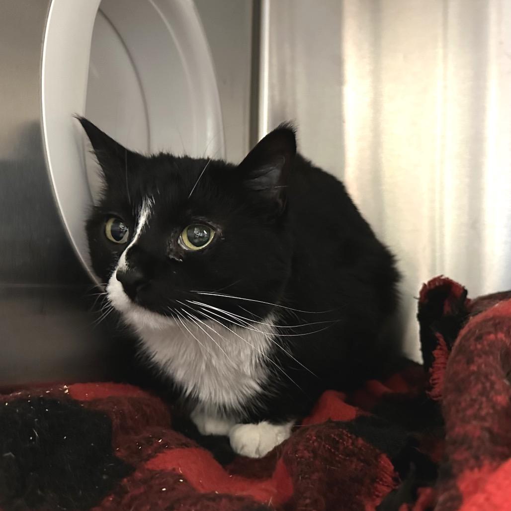 Enlarge Echo, a Adoptable Domestic Long Hair in Spokane, WA image 2/6