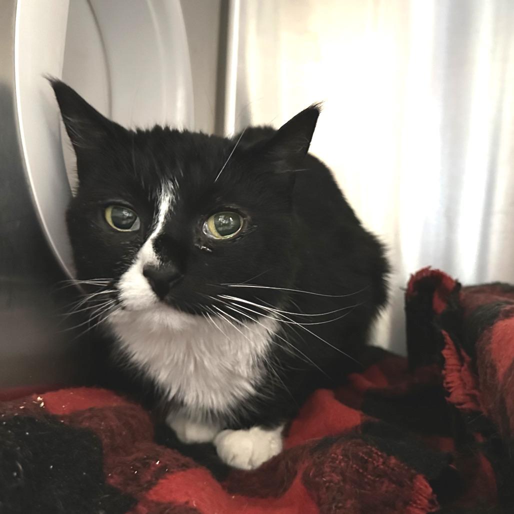 Enlarge Echo, a Adoptable Domestic Long Hair in Spokane, WA image 3/6