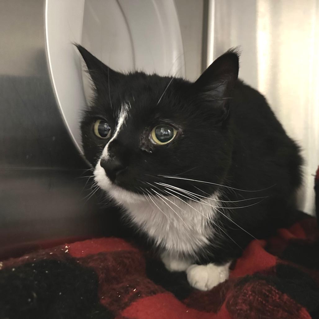 Enlarge Echo, a Adoptable Domestic Long Hair in Spokane, WA image 4/6