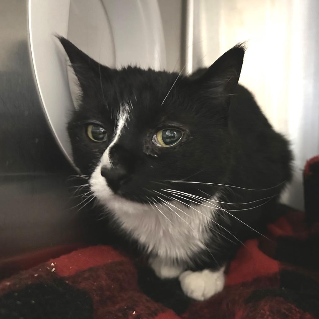 Enlarge Echo, a Adoptable Domestic Long Hair in Spokane, WA image 5/6