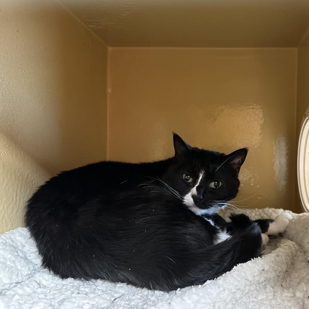 Enlarge Echo, a Adoptable Domestic Long Hair in Spokane, WA image 6/6