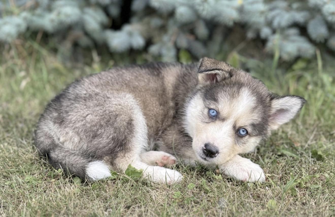 Mulberry, ADOPTABLE, Puppy Male Husky & Poodle.