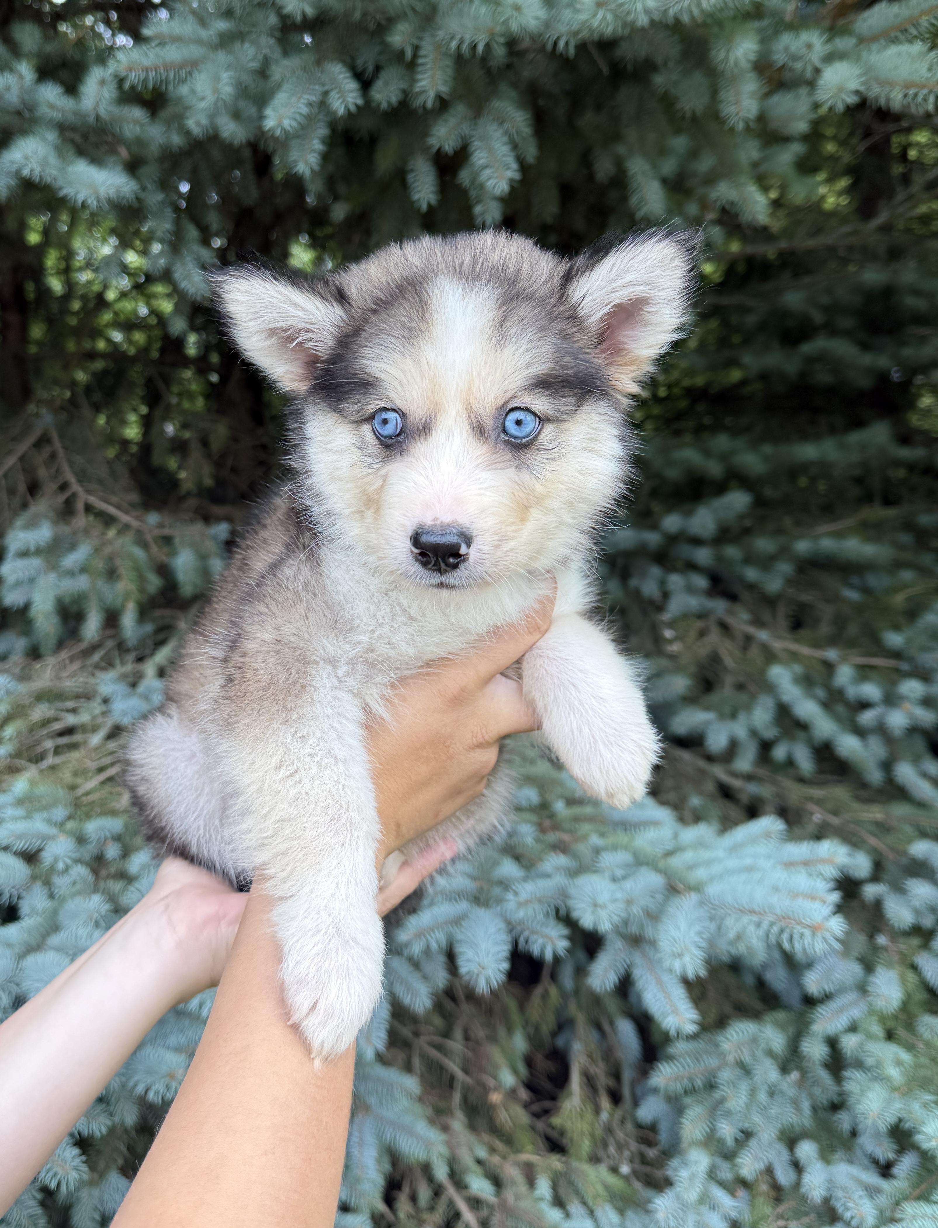 Mulberry, a ADOPTABLE mixed breed in Hales corners, WI image 2/3