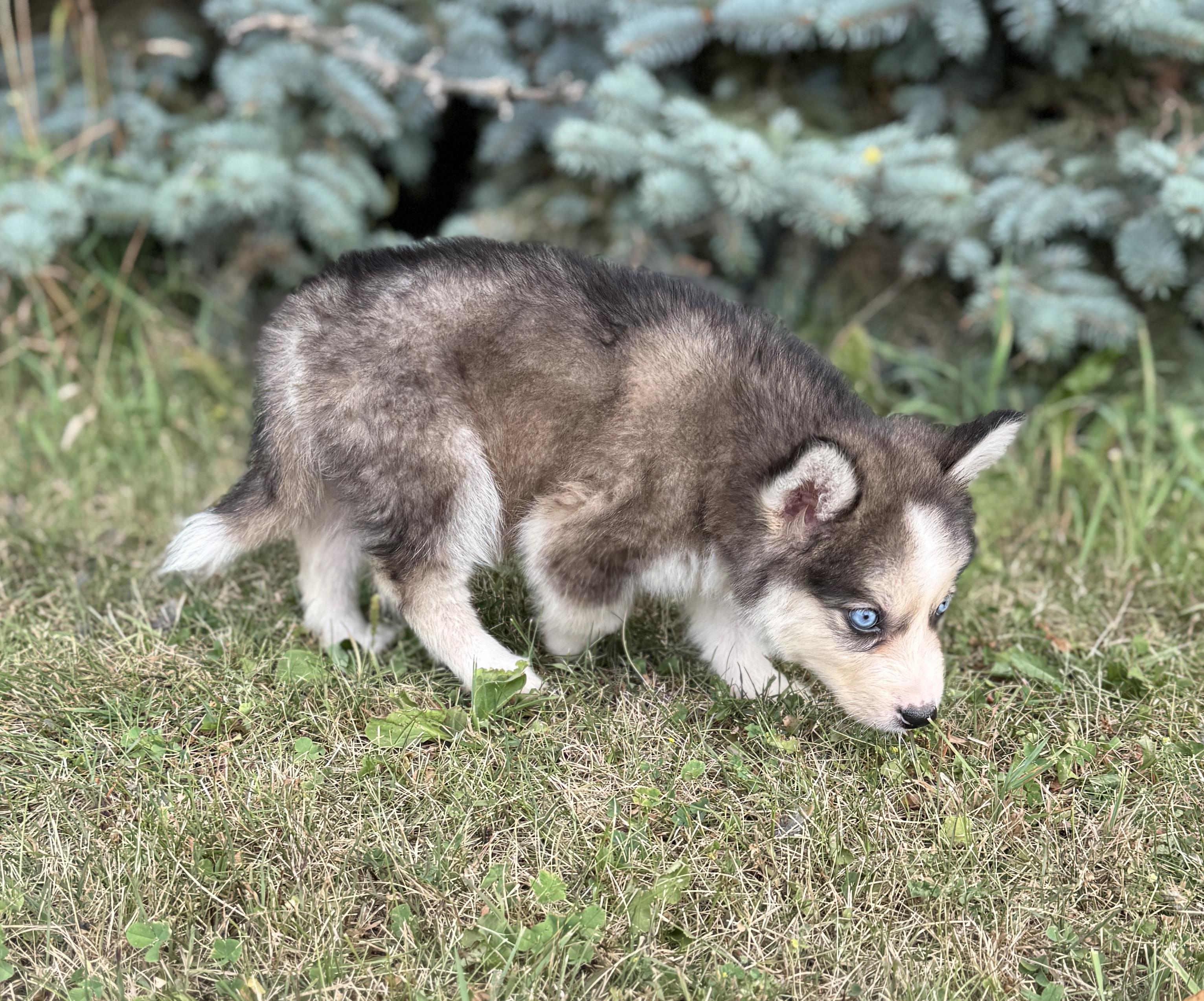 Mulberry, a ADOPTABLE mixed breed in Hales corners, WI image 3/3