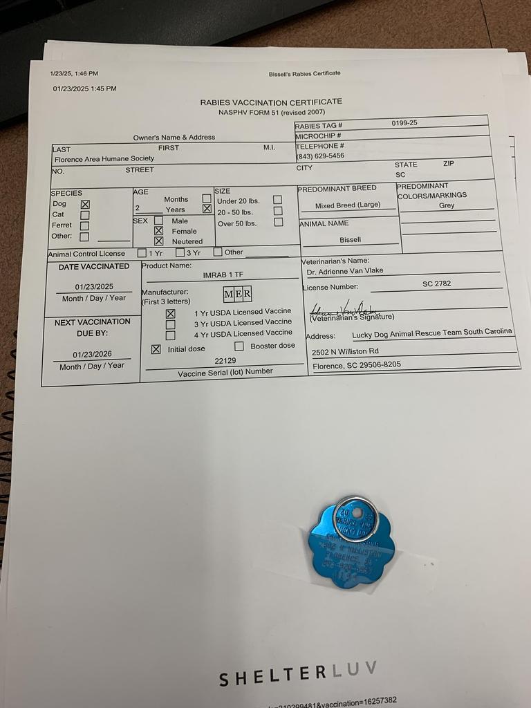 Enlarge Bissell, a Adoptable mixed breed in Florence, SC image 3/6