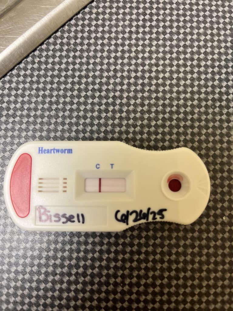 Bissell, a Adoptable mixed breed in Florence, SC image 1/6