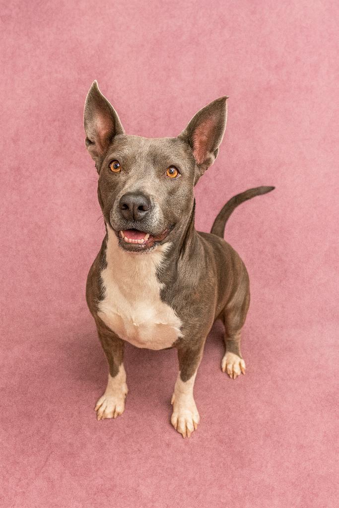 Bissell, a Adoptable mixed breed in Florence, SC image 2/6
