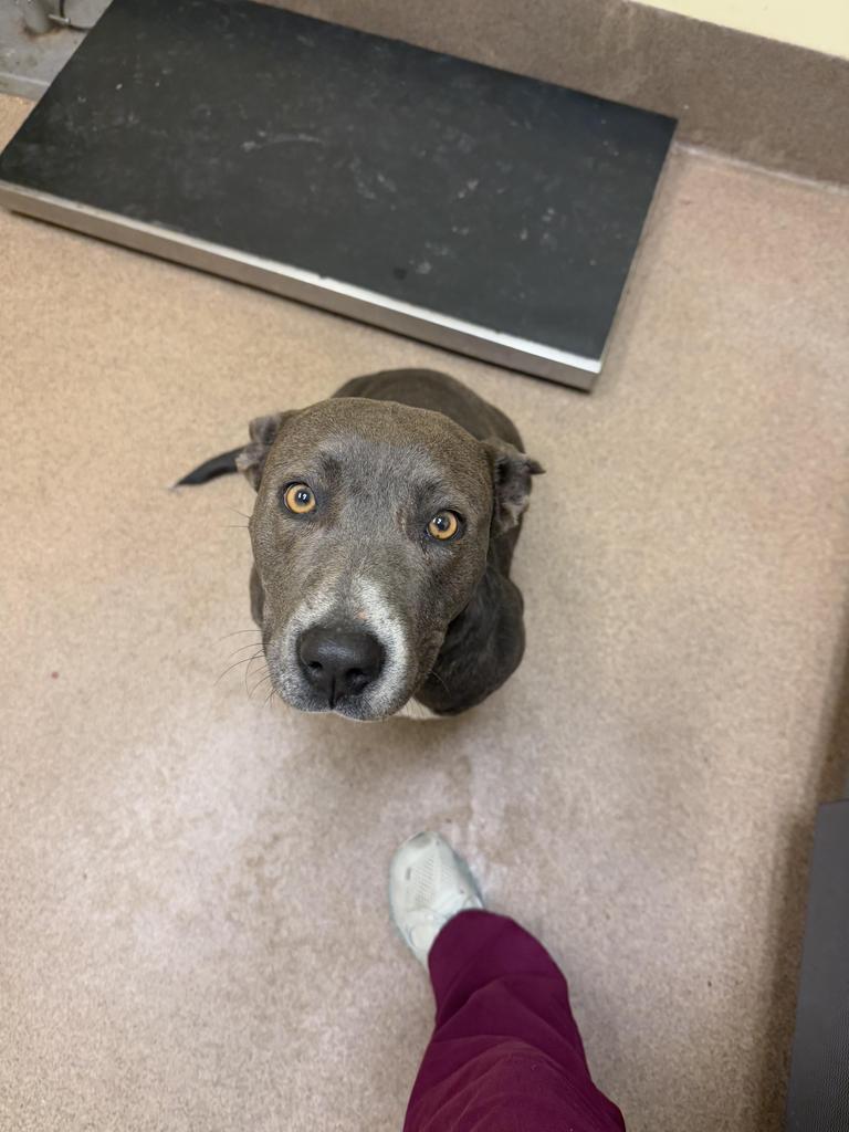 Bissell, a Adoptable mixed breed in Florence, SC image 4/6