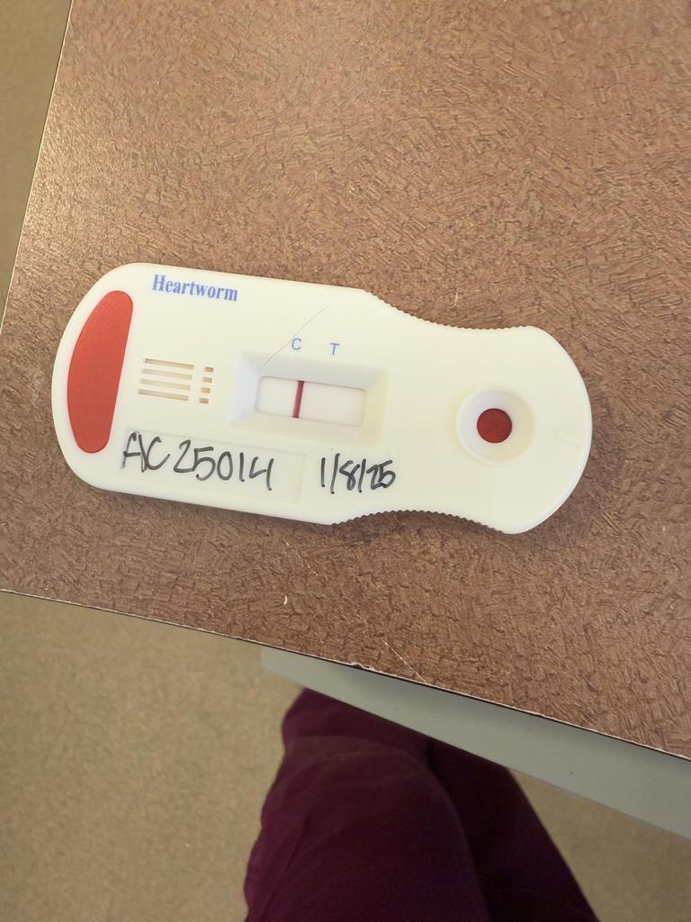 Enlarge Bissell, a Adoptable mixed breed in Florence, SC image 6/6