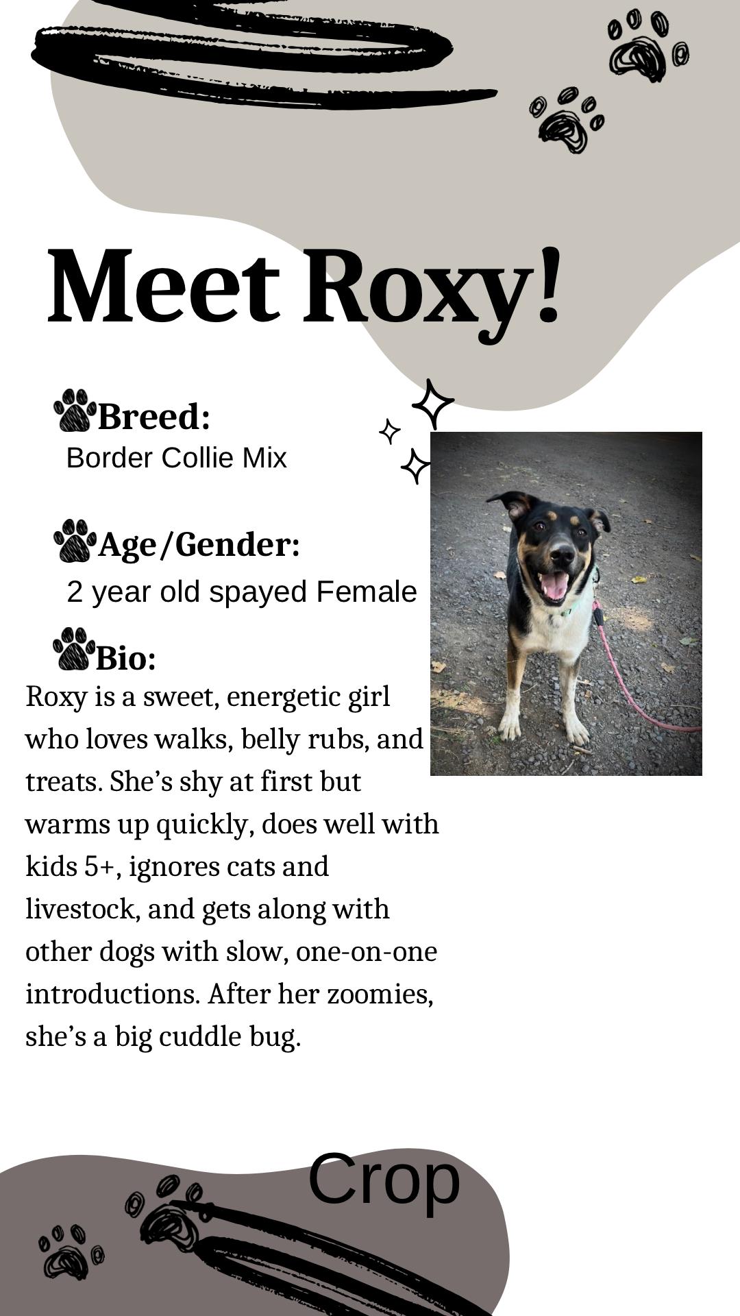 Enlarge Roxy, a Adoptable mixed breed in Klamath Falls, OR image 1/2