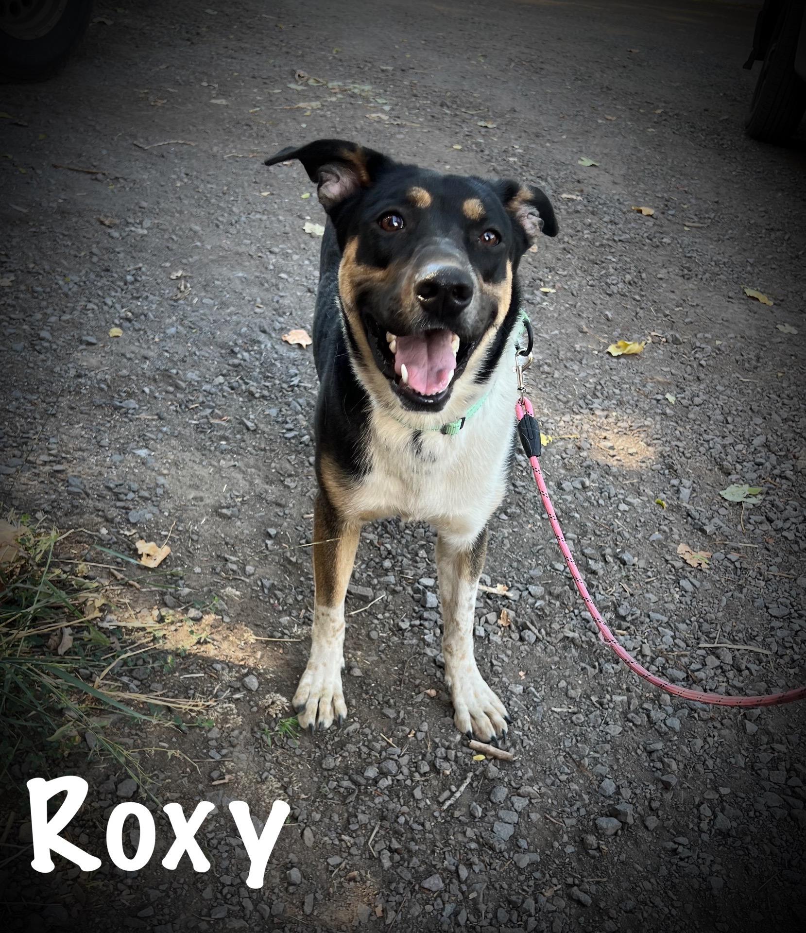 Roxy, an adoptable Border Collie in Klamath Falls, OR, 97603 | Photo Image 1