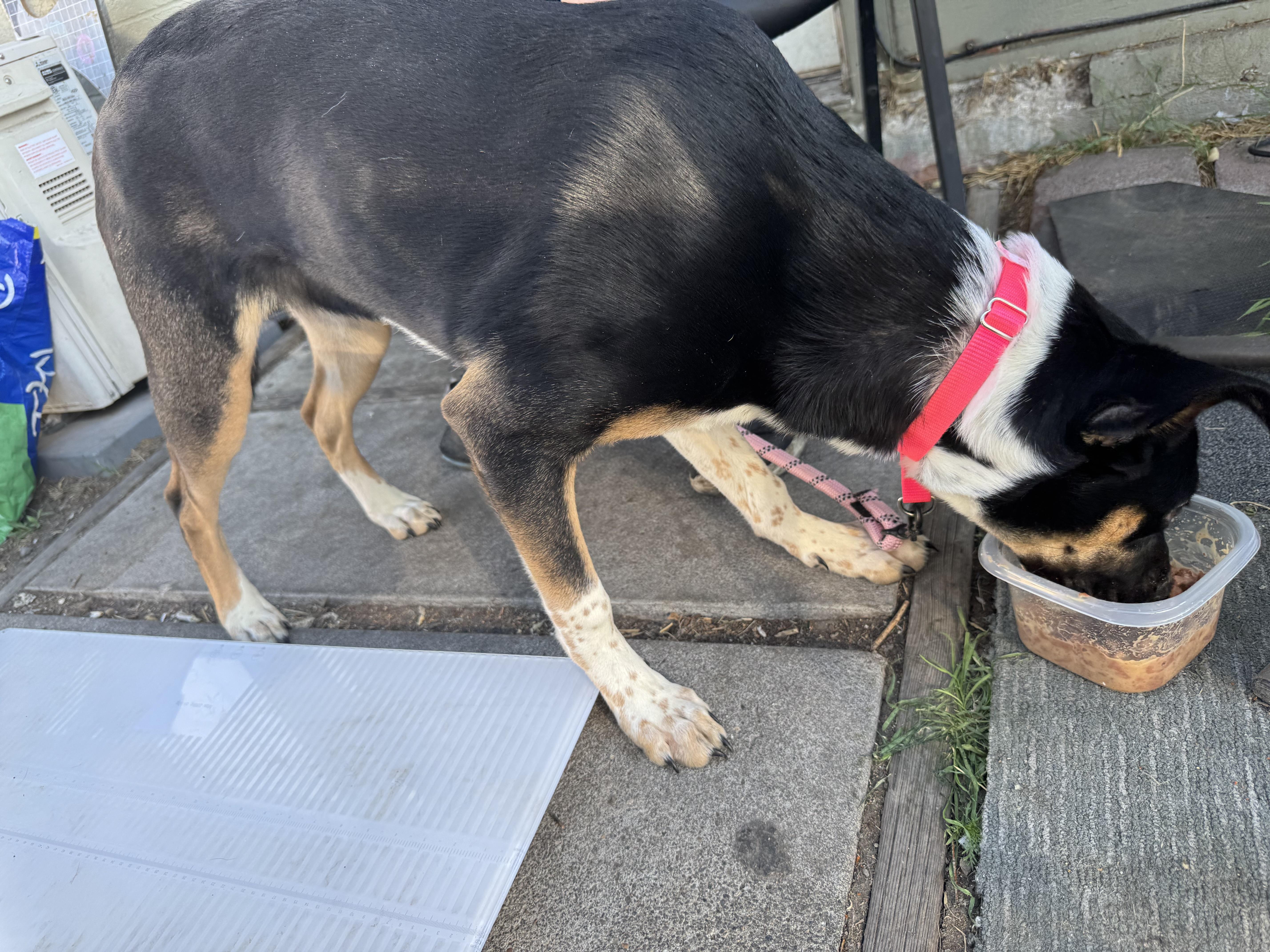 Roxy, Adoptable, Young Female Border Collie.