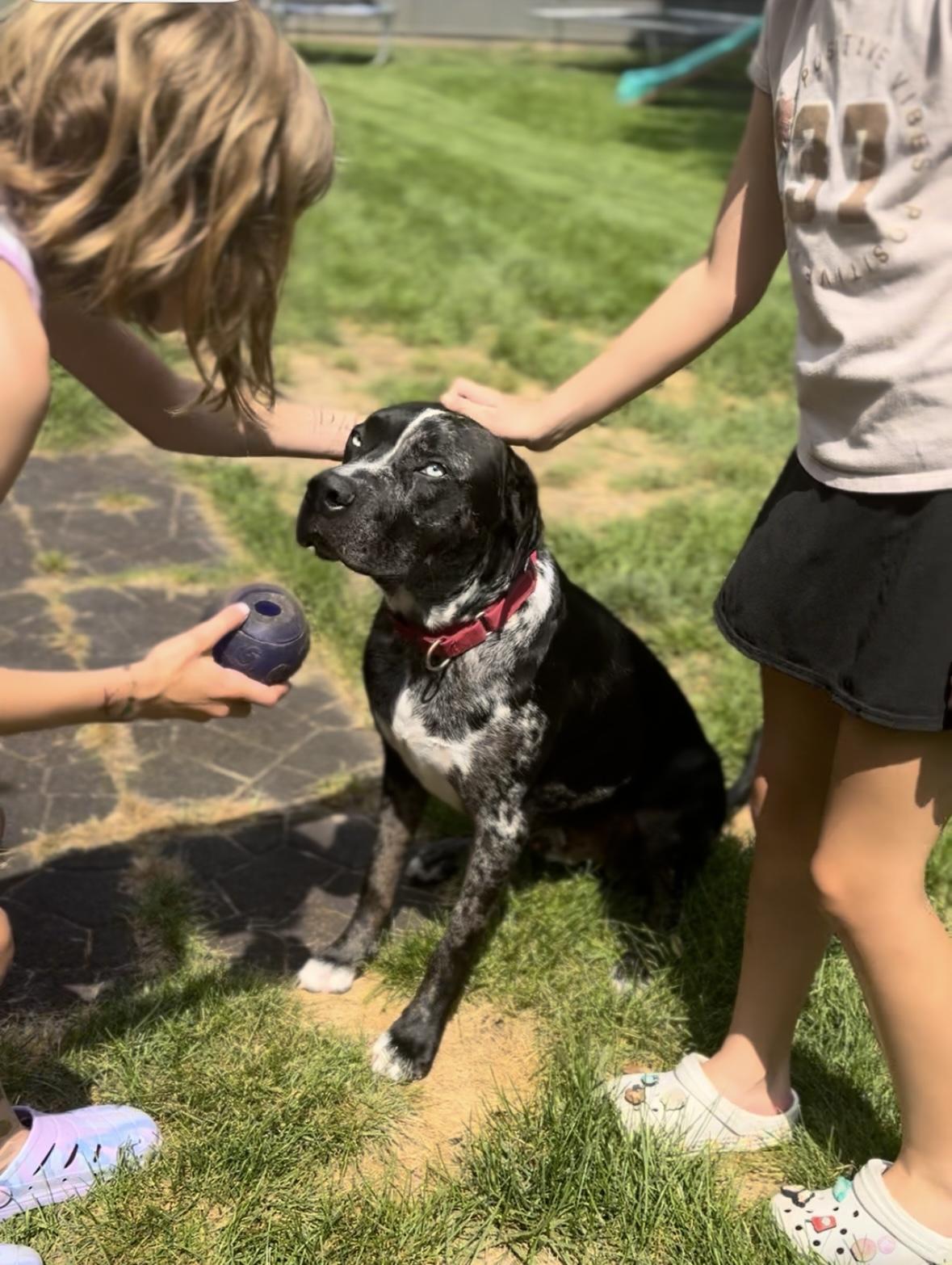 Blue, Adult Male Great Dane